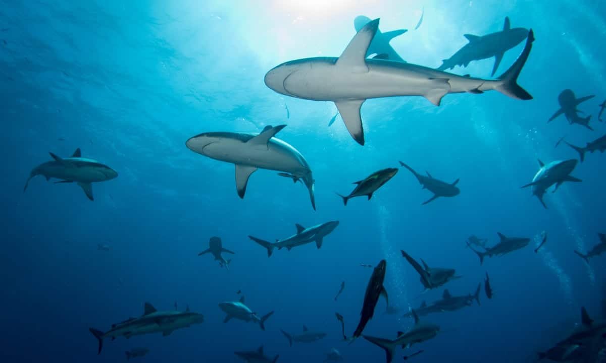 20 Shocking Facts about Sharks